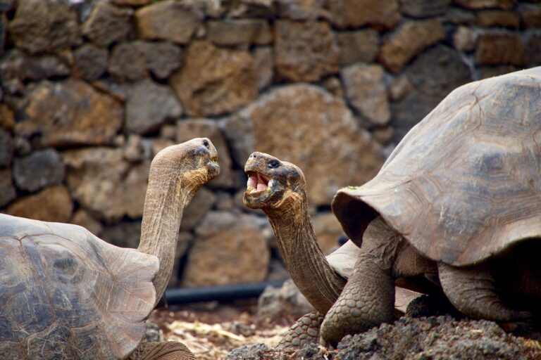 The Galapagos Islands